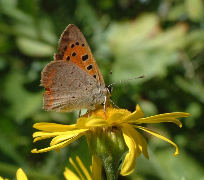 Lycaena phlaeas